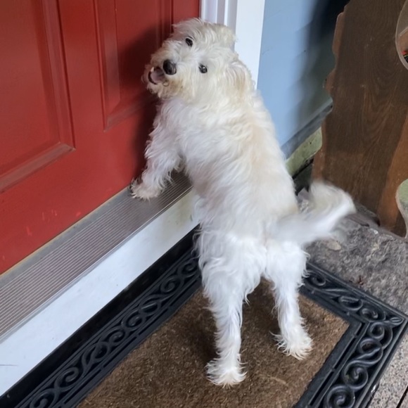 Meet your Posher, Abbie - Picture 1 of 1